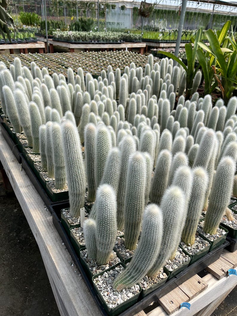 Silver Torch Cactus - Thumbnail 2