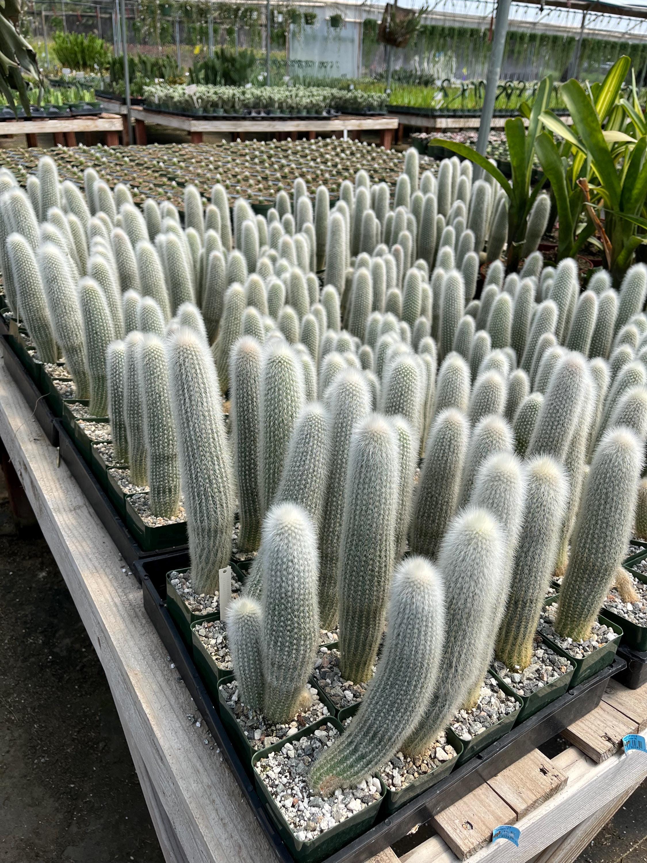 Silver Torch Cactus (Cleistocactus strausii): Fuzzy Resilient Live Plant