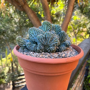 Crested Blue Candle Cactus: Myrtillocactus Geometrizans Cristata
