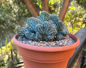 Crested Blue Candle Cactus: Myrtillocactus Geometrizans Cristata