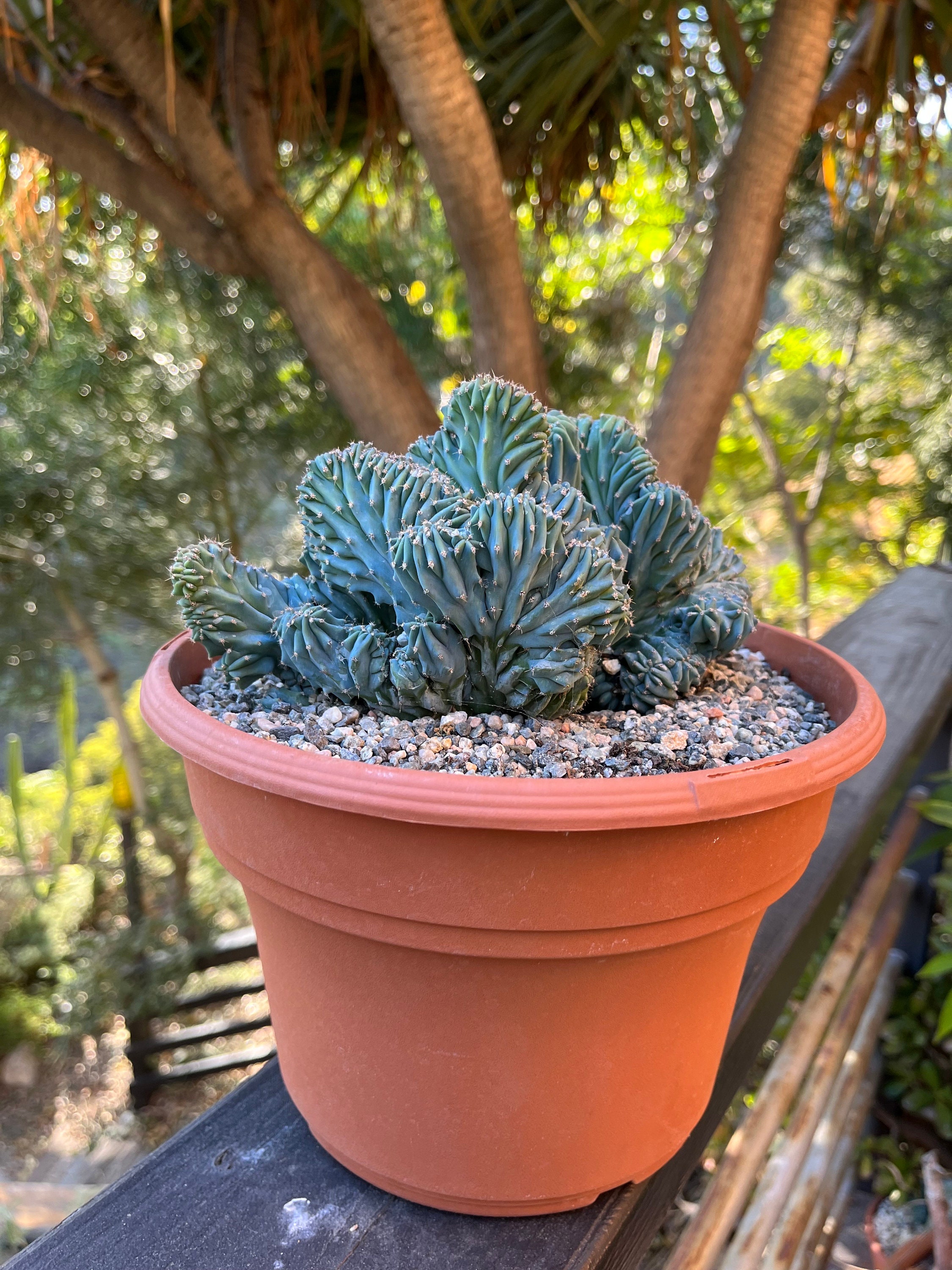 Crested Blue Candle Cactus: Myrtillocactus Geometrizans Cristata