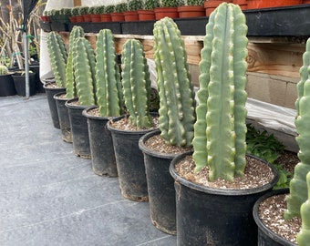 Rooted Cereus Peruvianus | Giant Peruvian Apple Cactus - live plant in variety of sizes