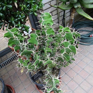 Cow's Horn Cactus | Euphorbia Grandicornis | Exquisite Cactus-like Succulent