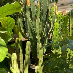 Candelabra Tree Euphorbia Ingens Cutting Several Sizes Succulent, cactus tree, house plant, gift, garden DIY image 1