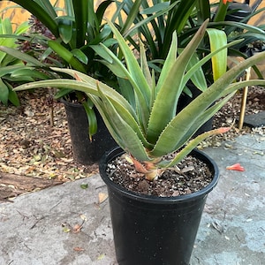 Giant Aloe Vera Plant - Etsy
