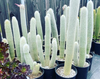 Silver Torch Cactus | Cleistocactus strausii |  Remarkable premium cactus