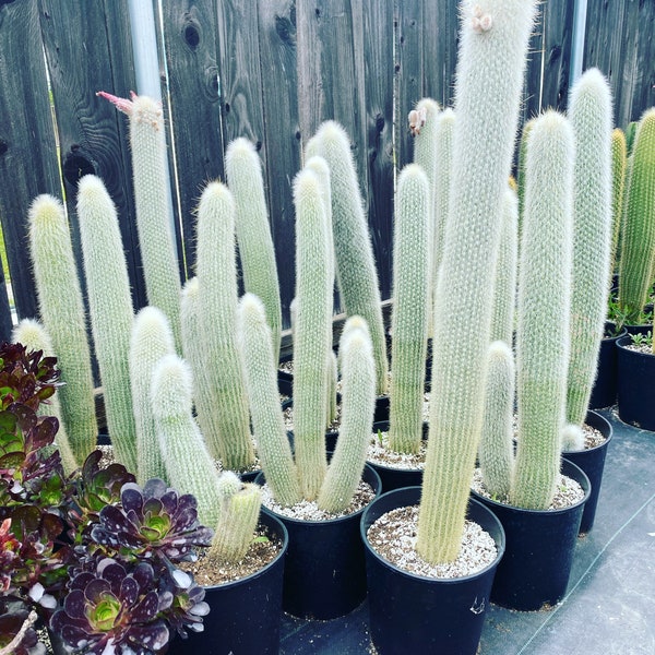 Cactus torche argenté | Cleistocactus strausii | Cactus premium remarquable