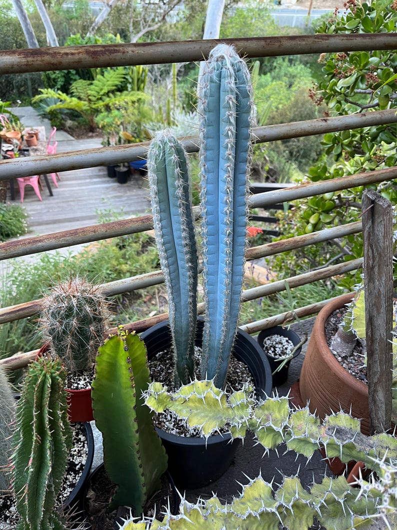 Vivid Blue Torch Cactus Brazilian Pilosocereus Azureus Live Plant