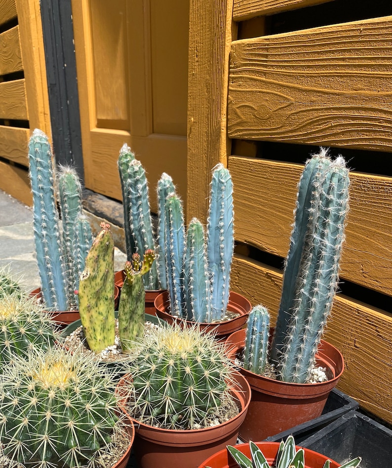 Vivid Blue Torch Cactus Brazilian Pilosocereus Azureus Live Plant - Thumbnail 3