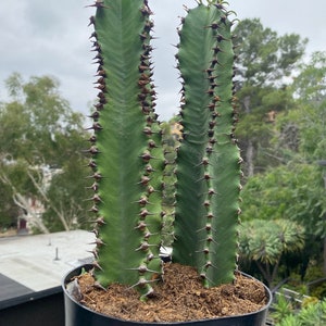 Chocolate Drop Euphorbia Candelabra Tree | Gorgeous Rooted Cactus-like Succulent Plant