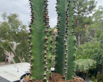 Chocolate Drop Euphorbia Candelabra Tree | Gorgeous Rooted Cactus-like Succulent Plant