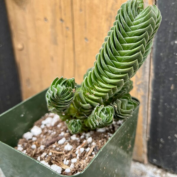 Huge Buddha’s Temple Succulent Crassula | Collectors succulent filled 4 inch pots