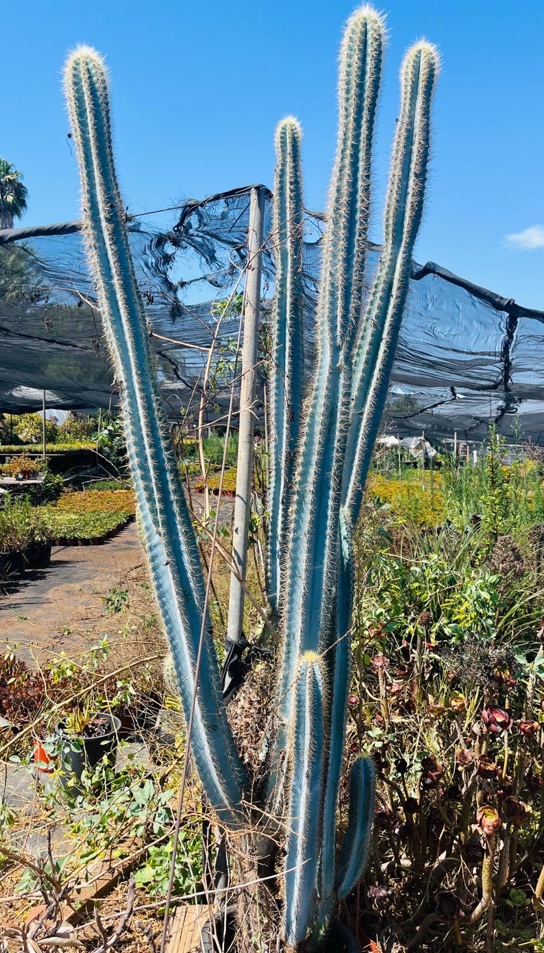 Vivid Blue Torch Cactus Brazilian Pilosocereus Azureus Live Plant - Thumbnail 2