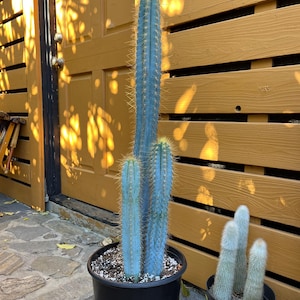 Vivid Blue Torch Cactus | Rare live plant ready to play DIY, Garden, Houseplant, Cactus Collection, Landscape, Gift
