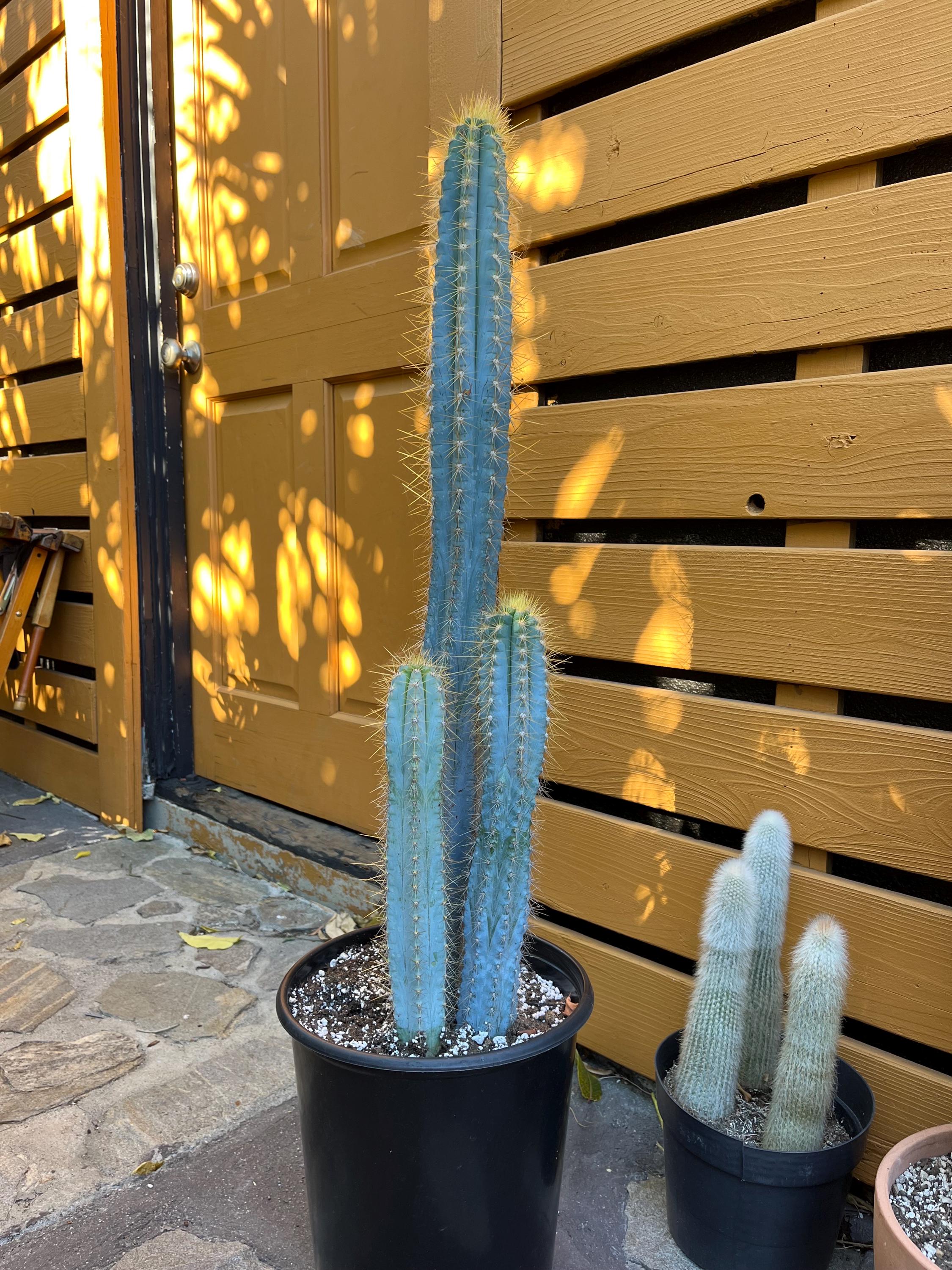 Vivid Blue Torch Cactus: Brazilian Pilosocereus Azureus Live Plant