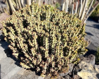 Euphorbia Coerulescens - Rare Handsome rooted succulent cactus landscape garden DIY