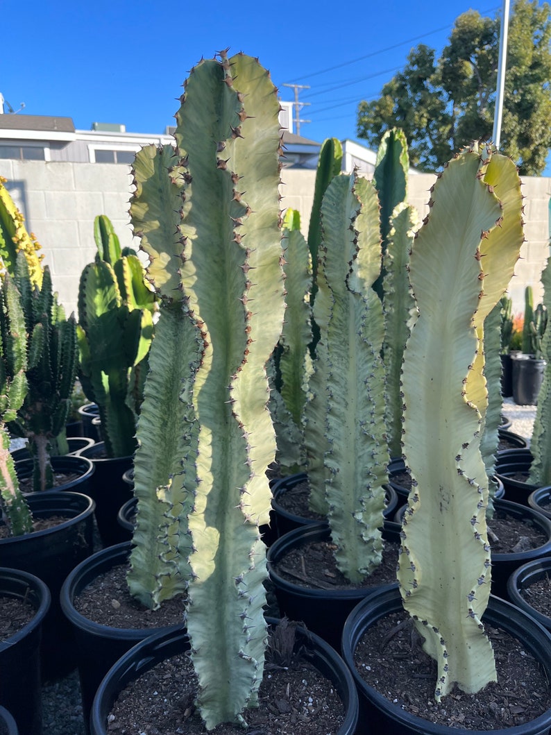 CactologyCactusCo Euphorbia Ammak Cactus - Thumbnail 2