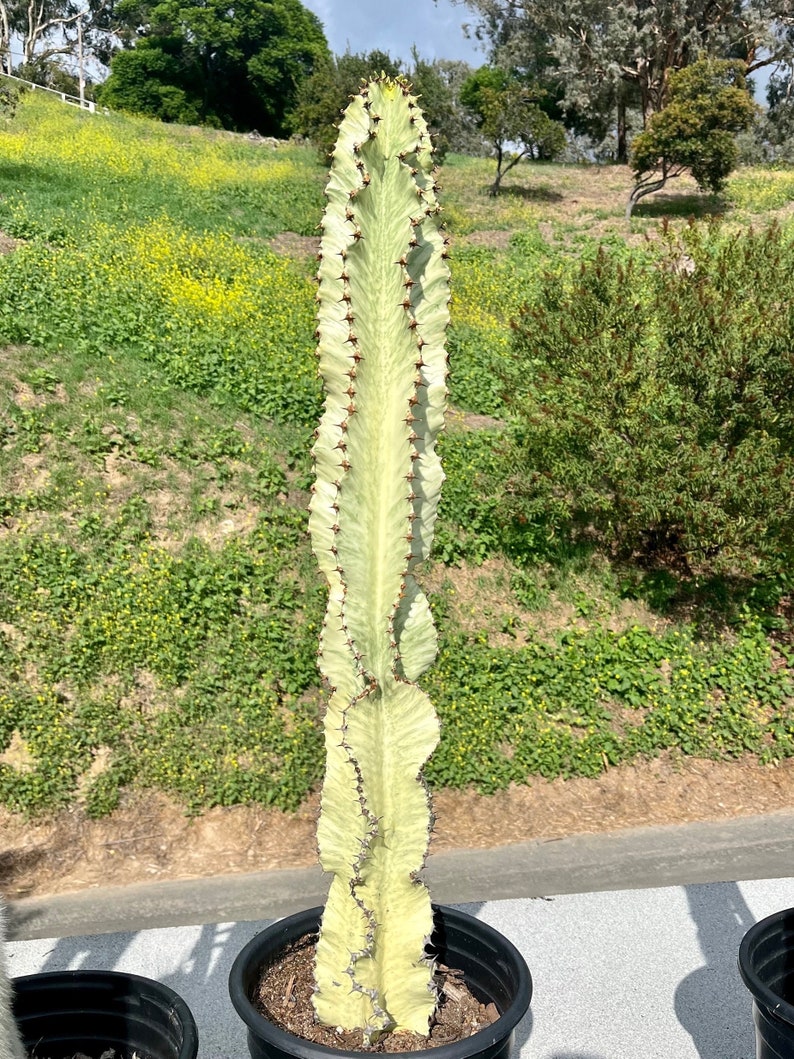 CactologyCactusCo Euphorbia Ammak Cactus