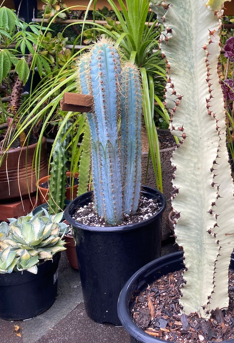 Vivid Blue Torch Cactus Brazilian Pilosocereus Azureus Live Plant - Thumbnail 4