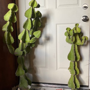 Euphorbia Cooperi Exotic + Rare Succulent Cacti | Mature Cuttings