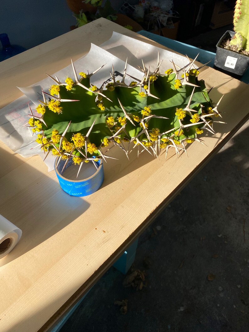 Cow’s Horn Cactus Euphorbia Grandicornis Rare Cutting - Etsy