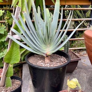 Aloe abanico / Tamaño y forma inigualables - Aloe vivo maduro Kumara plicatilis
