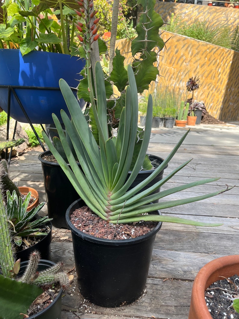 CactologyCactusCo Fan Aloe - Thumbnail 4