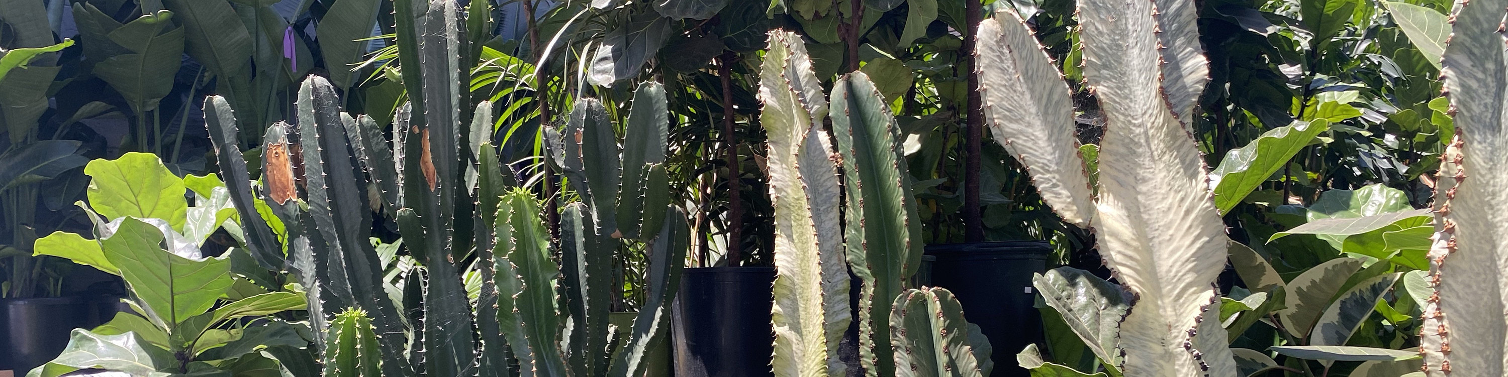 cactus wallpapers Cactus Bloom Wallpaper