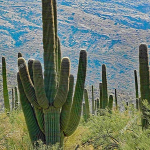 Può includere: Un gruppo di alti cactus saguaro verdi si erge sullo sfondo di una catena montuosa blu e marrone. I cactus sono di varie dimensioni e forme, alcuni hanno più braccia.
