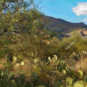 Lazy Afternoon in the Sonoran Desert