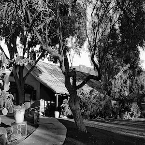 May include: A black and white photo of a building with a large tree in front of it. The building has a corrugated metal roof and a walkway leading to the front door. The tree has a thick trunk and branches that extend over the building.