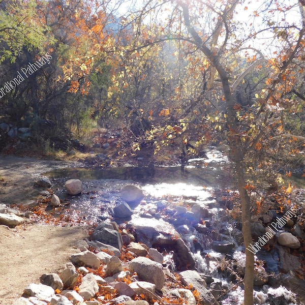 Winter morning at creek side in Madera Canyon, Santa Rita Mountains, AZ