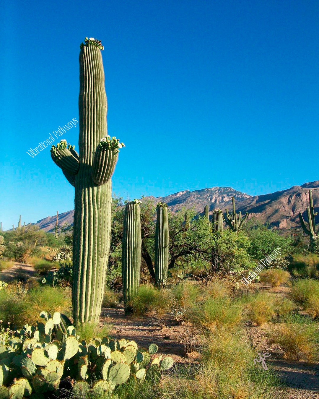 Sonora-Wste Saguaro Kaktus - Etsy sterreich