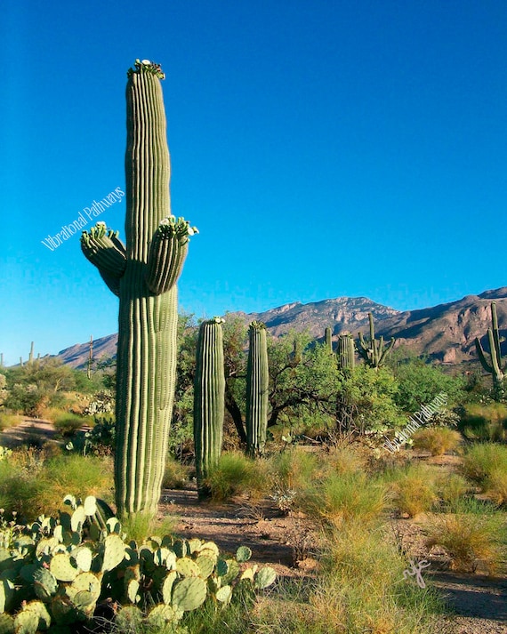 Cactus Saguaro del Desierto de Sonora -  España