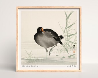 Ohara Koson Japanese Woodblock Print, Moorhen - Square #019
