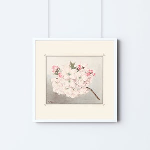 Mikuruma-gaeshi by Tsunoi Kōkichi, Cherry Blossom, Giclée, Art, Print, Poster, Japanese, Floral, Vintage, Square, #009