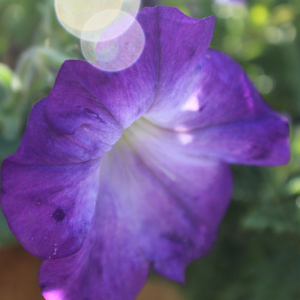 Purple Flower Digital Print