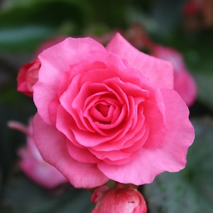 Puede incluir: Una sola rosa rosa con un capullo cerrado apretado, rodeada de hojas verdes.