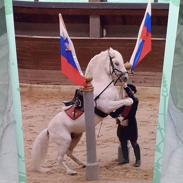 Lipizzaner horse photo on A4 format notebook with squares on the pages