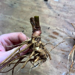 May include: Close-up of a plant root system with a cut stem. The roots are a light brown color, with thin, delicate rootlets extending outwards. The stem is a darker brown with a green top.