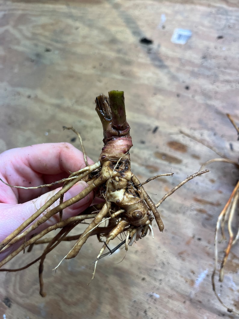 May include: Close-up of a plant root system with a cut stem. The roots are a light brown color, with thin, delicate rootlets extending outwards. The stem is a darker brown with a green top.