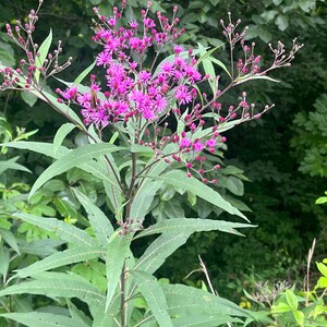 May include: A close-up of a tall plant with vibrant purple flowers and long, green leaves. The flowers are clustered at the top of the plant, with many small buds. The background is a blur of green foliage.