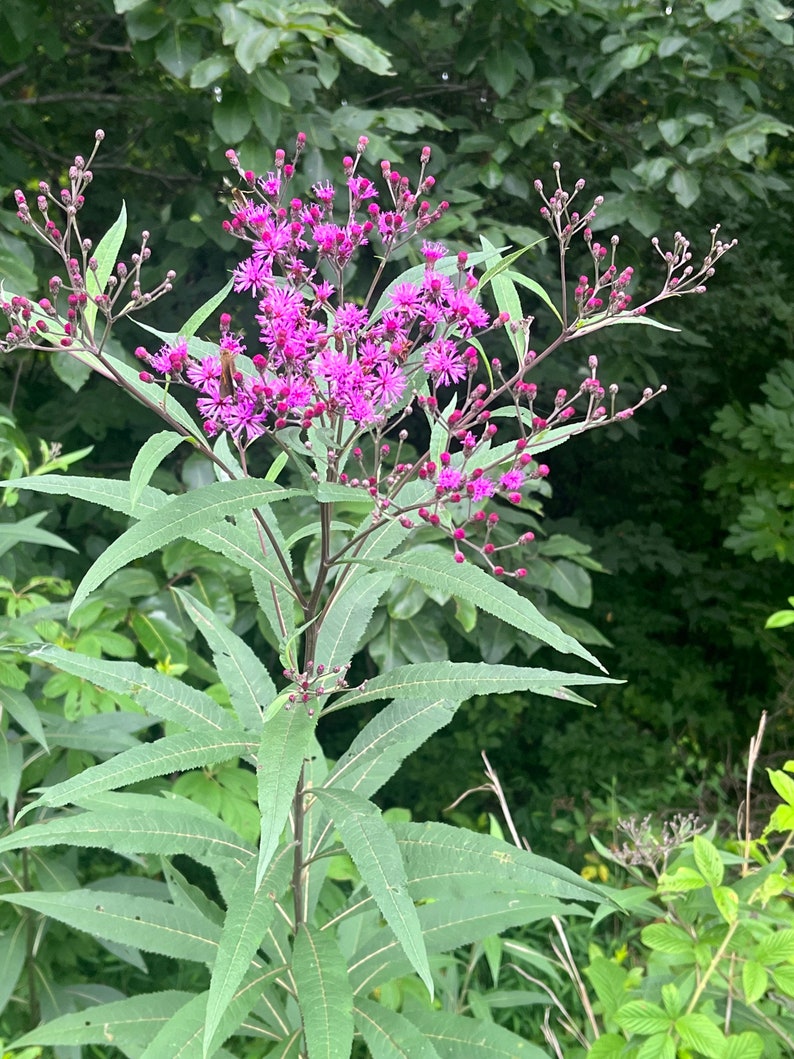 May include: A close-up of a tall plant with vibrant purple flowers and long, green leaves. The flowers are clustered at the top of the plant, with many small buds. The background is a blur of green foliage.