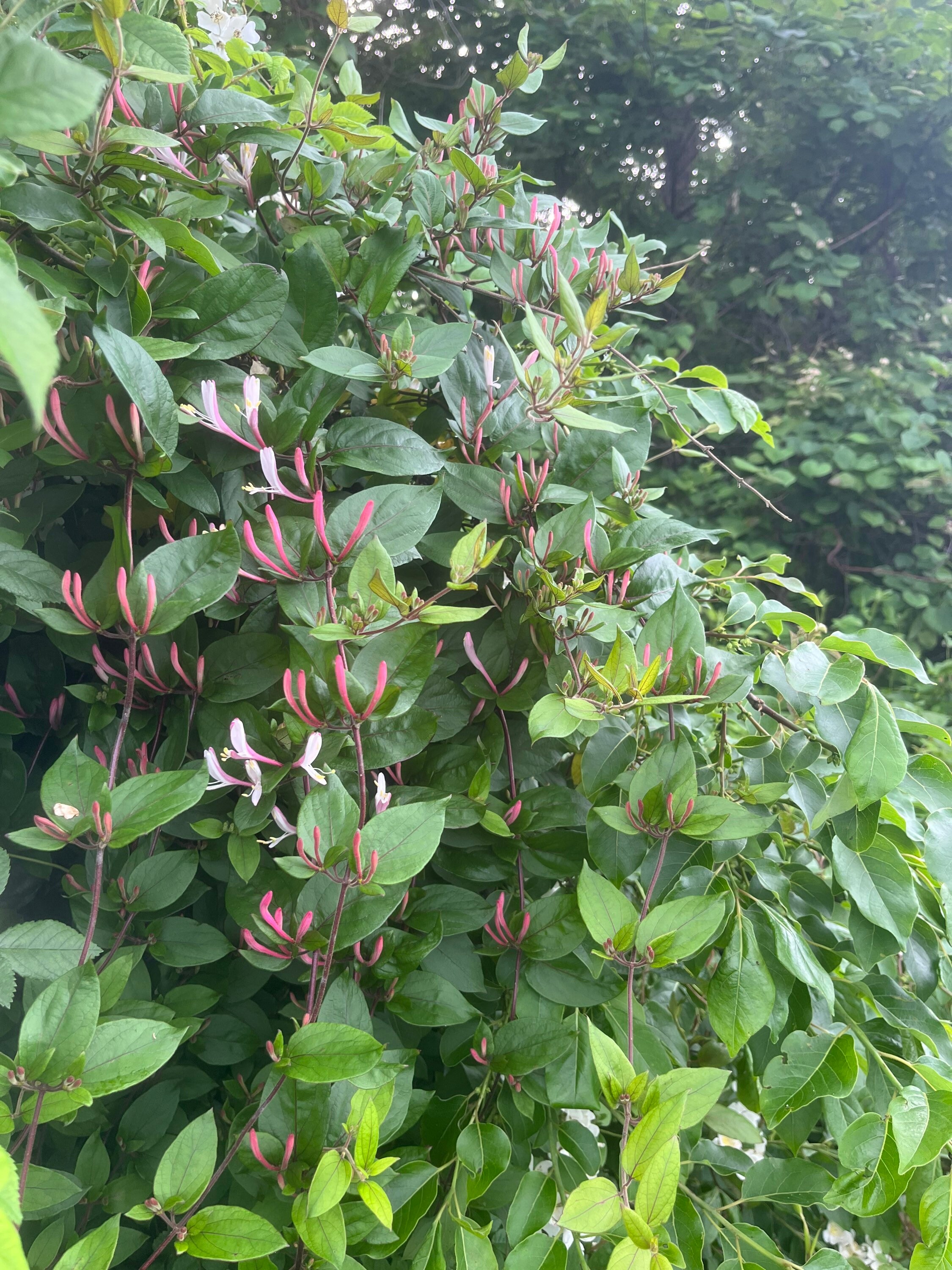 10 UNROOTED Pink Honeysuckle Cuttings lonicera Caprifolium Etsy