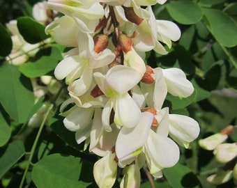 Black Locust Tree 15 UNROOTED Cuttings | Free Shipping