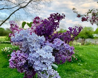 2 YEAR OLD LIVE Lilac Bush/Shrubs 8-16 inches tall (Pack of 2)
