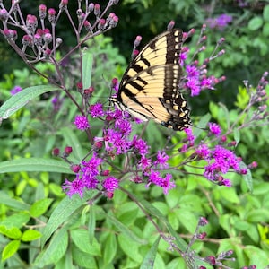 May include: A yellow and black Eastern Tiger Swallowtail butterfly rests on a cluster of purple flowers. The butterfly's wings are patterned with black stripes and edges. The flowers are surrounded by green leaves and stems.