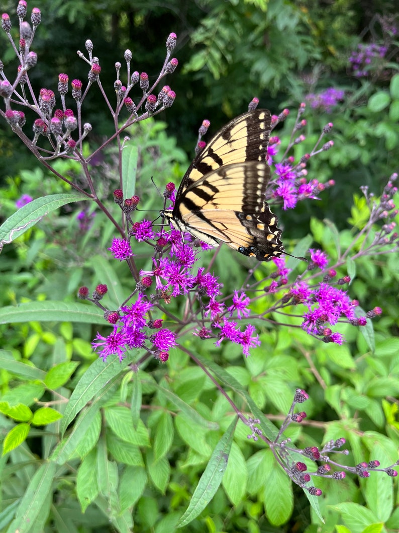 May include: A yellow and black Eastern Tiger Swallowtail butterfly rests on a cluster of purple flowers. The butterfly's wings are patterned with black stripes and edges. The flowers are surrounded by green leaves and stems.