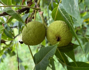 Walnut Tree Cutting 10 Unrooted Cuttings