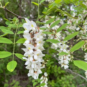 May include: Close-up of white flowers hanging from a tree branch. The flowers are clustered together in a cascading pattern, with green leaves surrounding them. The background is blurred, suggesting a natural outdoor setting.